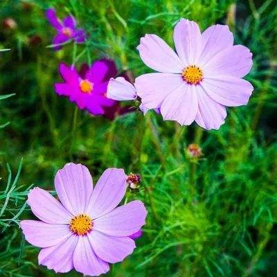 开元ky7818老版本下载手机版