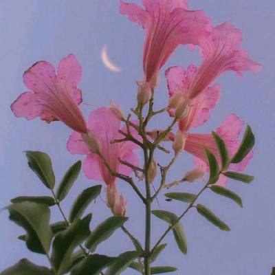 米乐网手机app下载